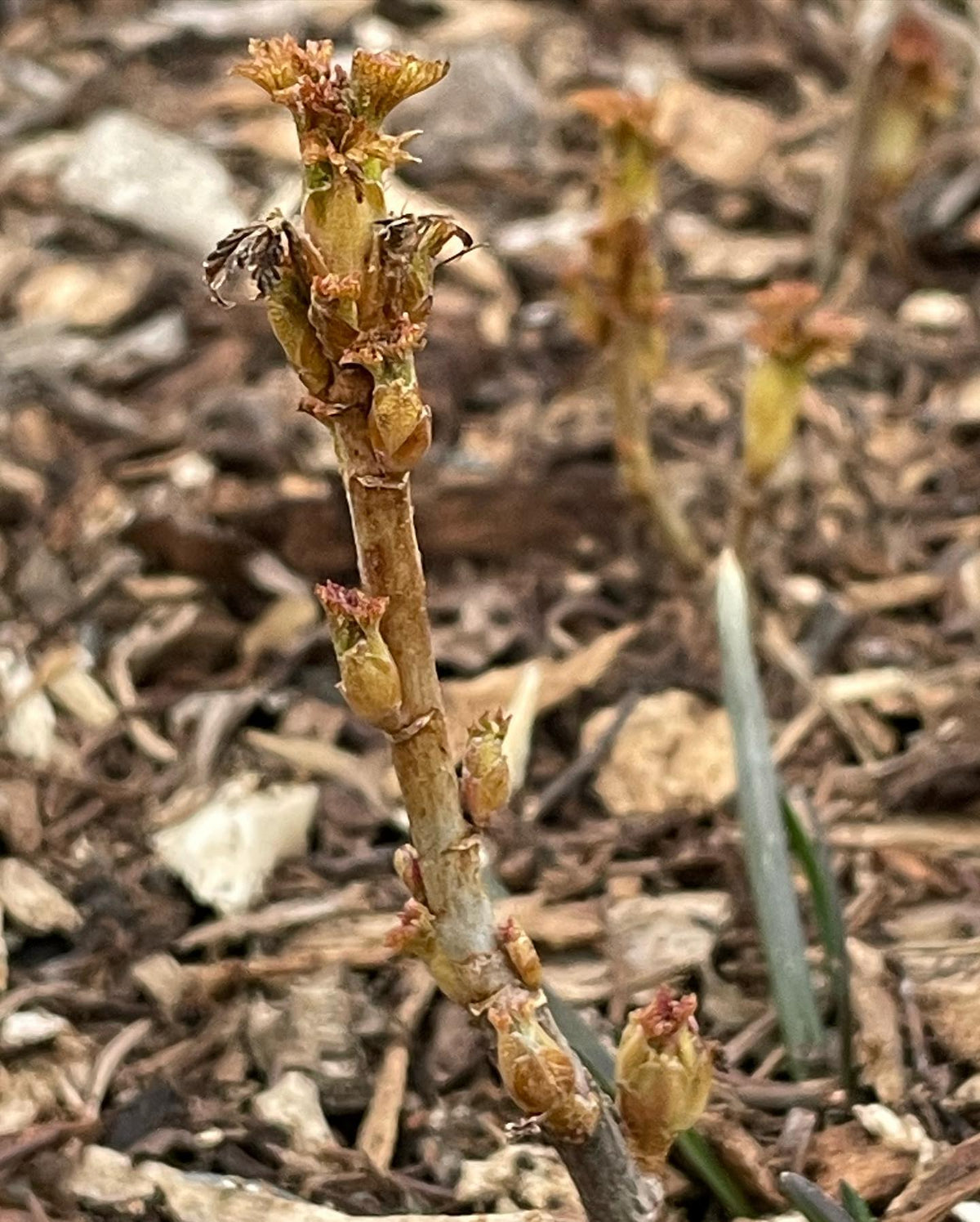 Lilac and currants are first to leaf out in our raised beds, image 3 of 3