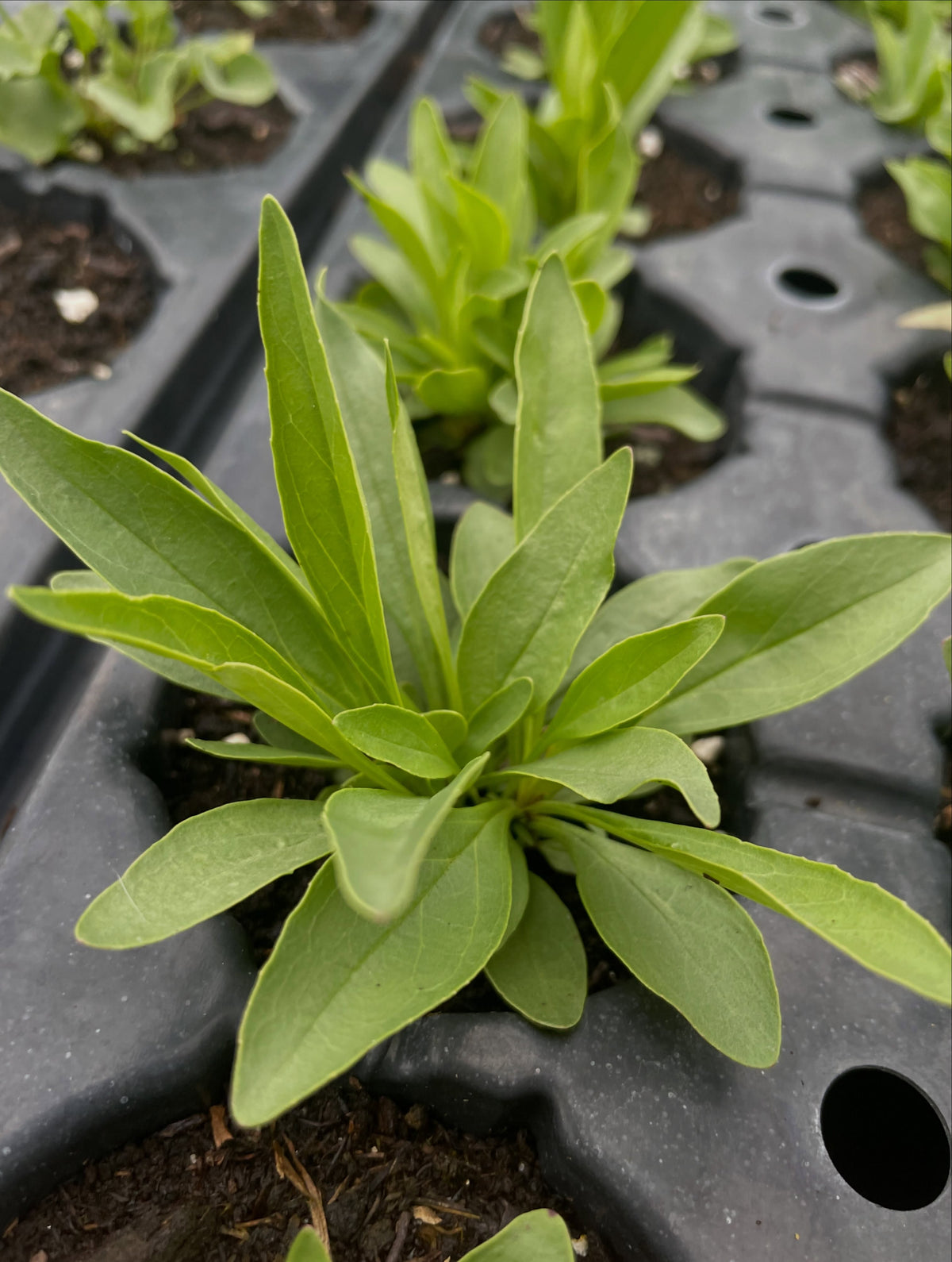 Lilac beardtongue seedlings, image 1 of 2