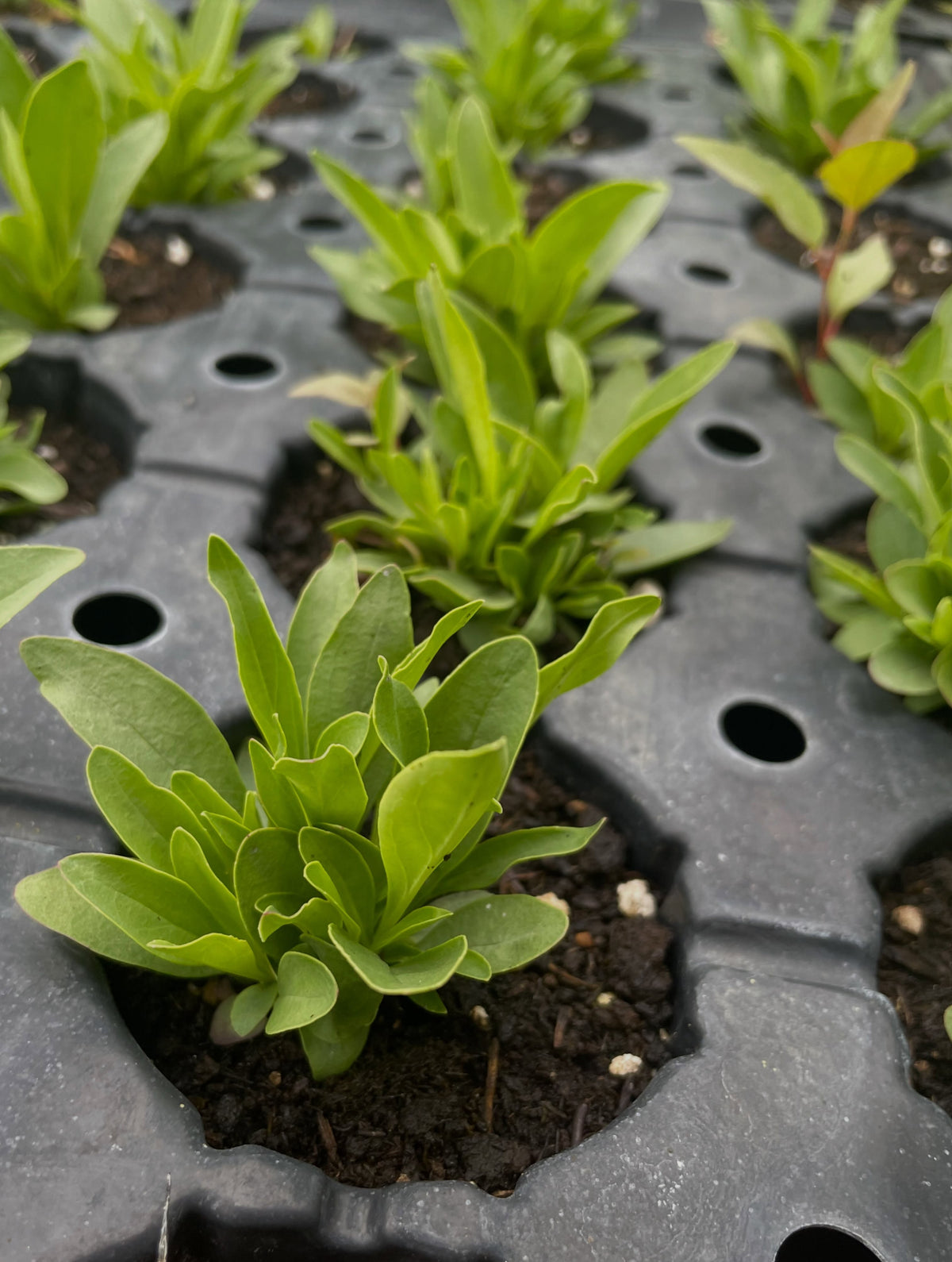 Lilac beardtongue seedlings, image 2 of 2