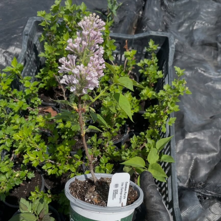 lilac propagated from softwood a couple years ago, small because it's in this small pot but cool to see it flowering