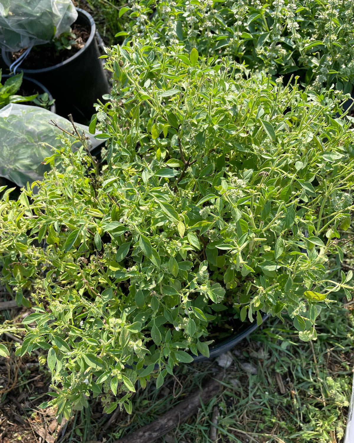 lime basil getting one final haircut before bagging for isolation, image 2 of 3
