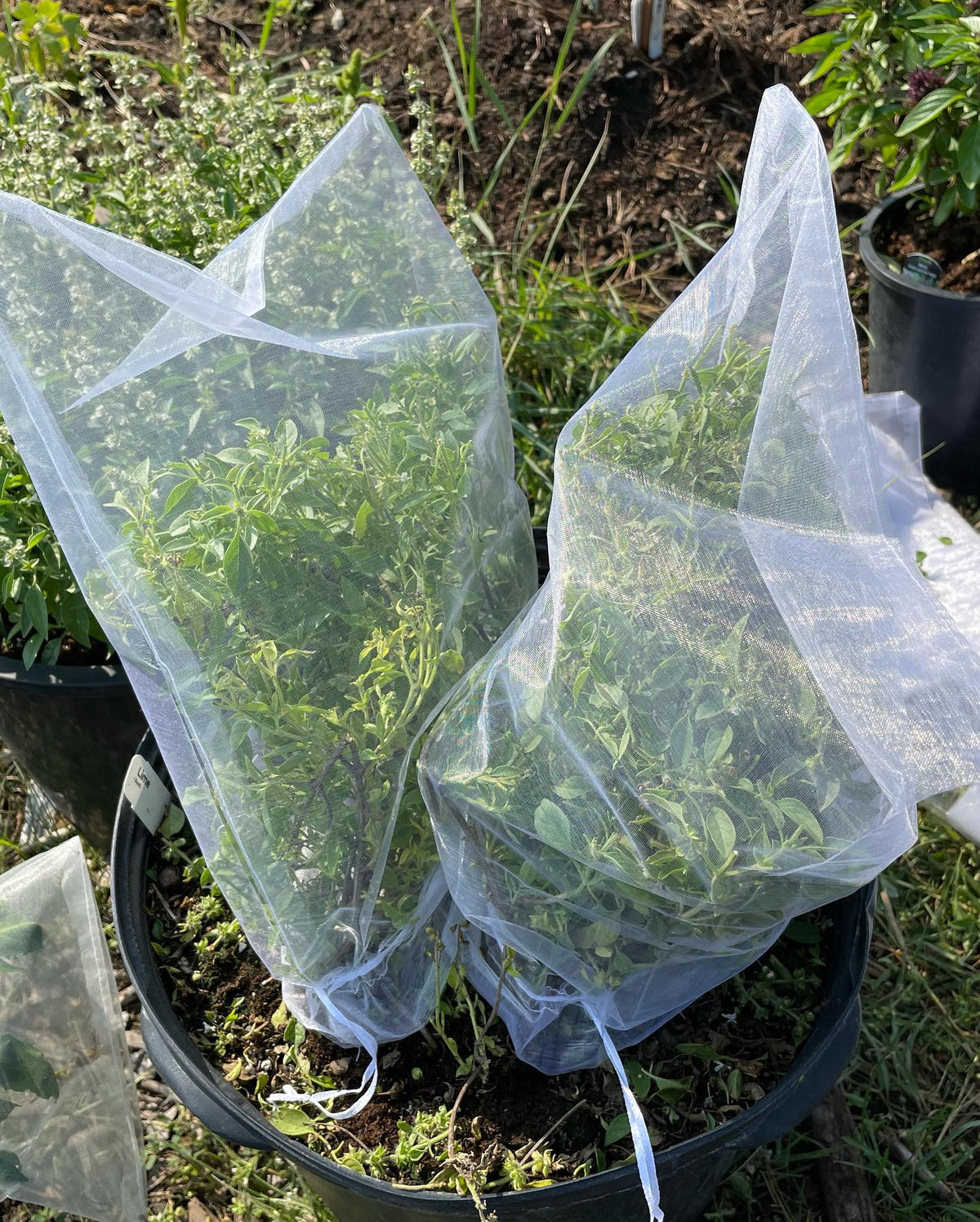 lime basil getting one final haircut before bagging for isolation, image 3 of 3