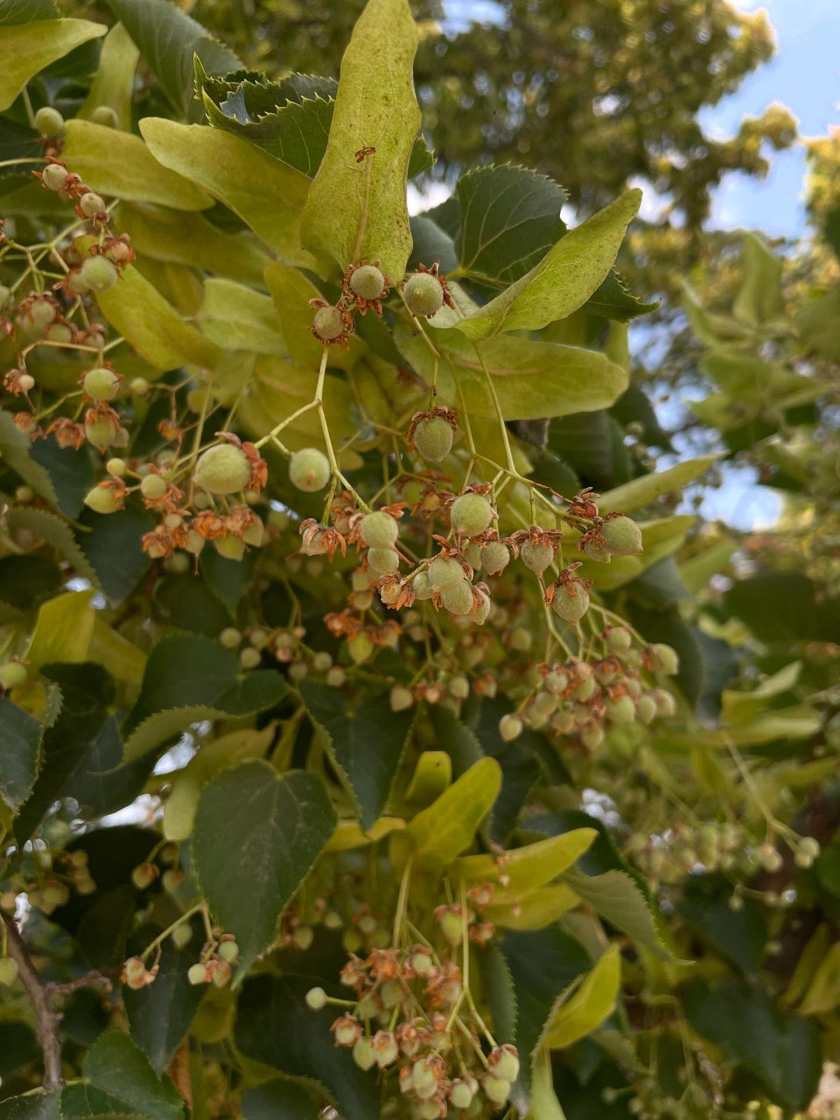 linden, Tilia cordata