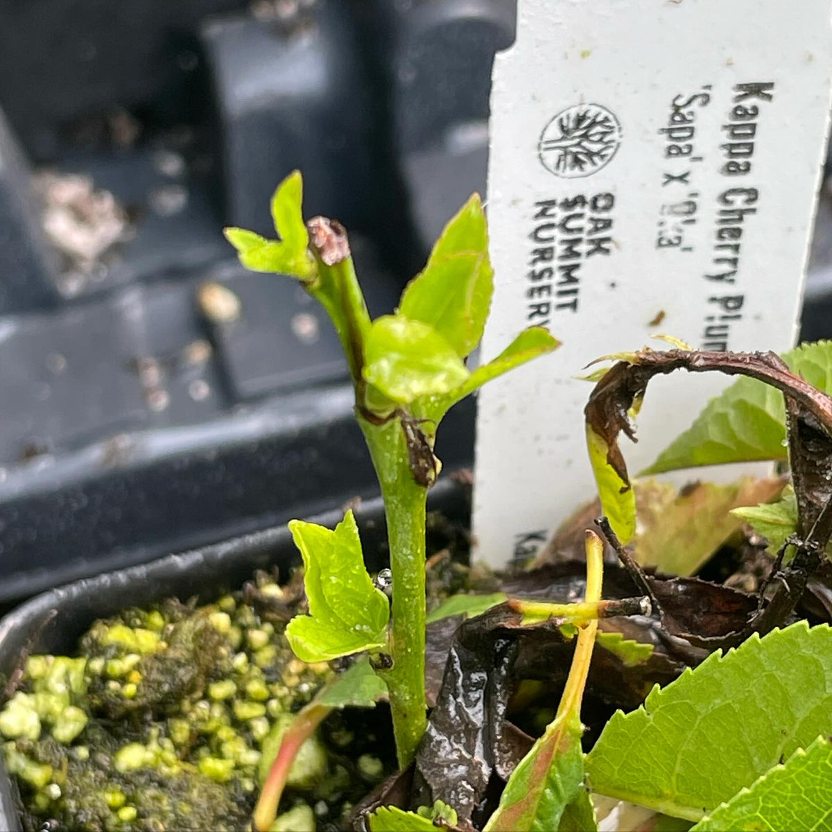 little cherry plum dropped it’s leaves but bounced back