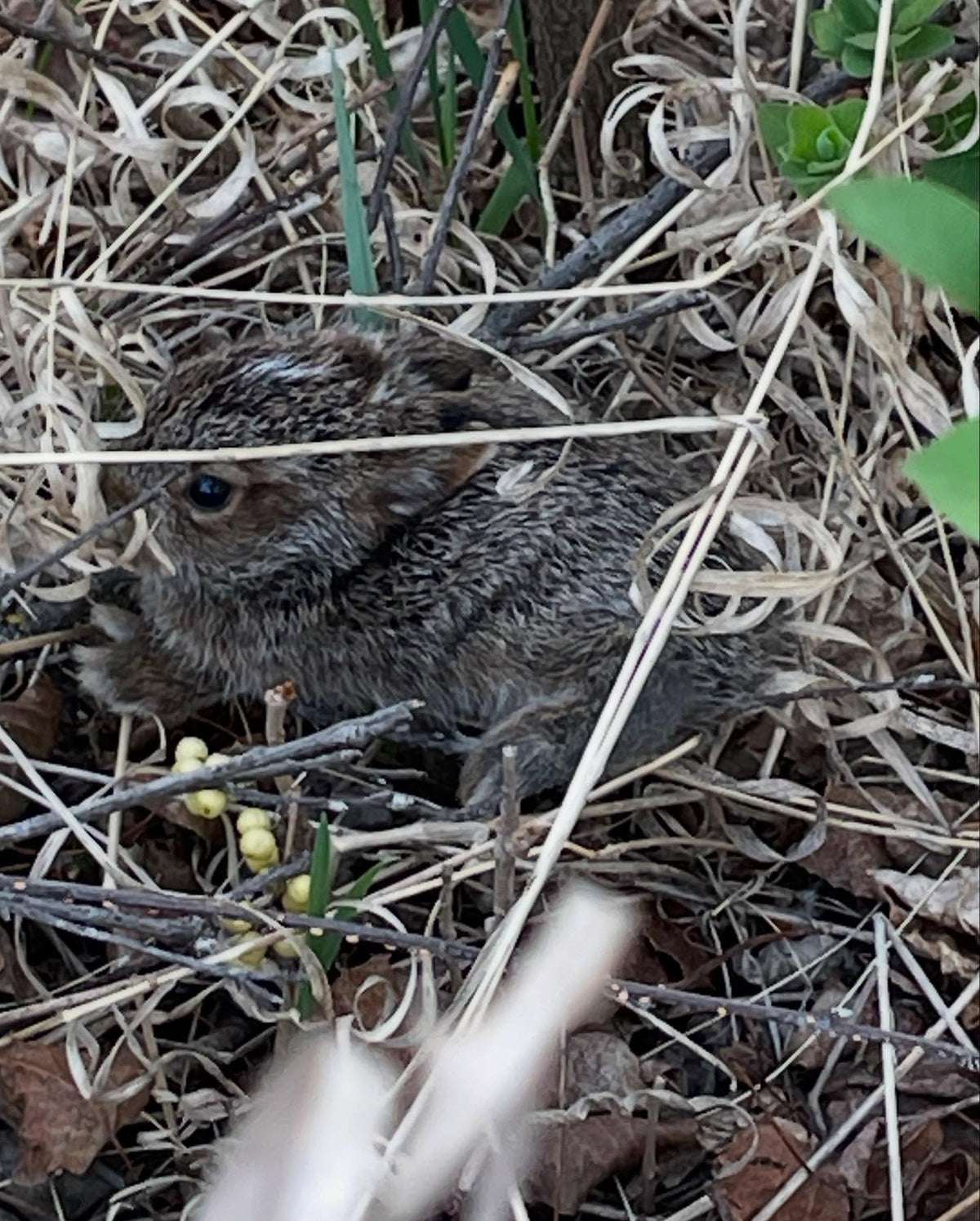 little guy was hiding along a trail, very young just relying on camouflage #bunny, image 2 of 2