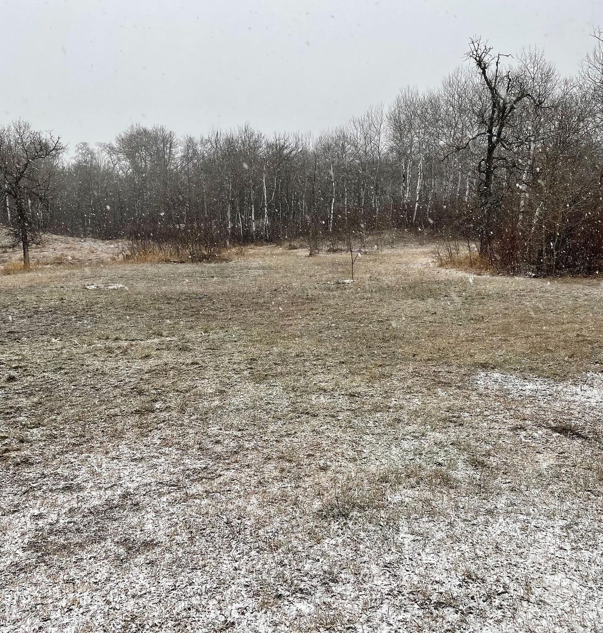 little spring snow, too cold to work in the greenhouse tonight, image 1 of 2
