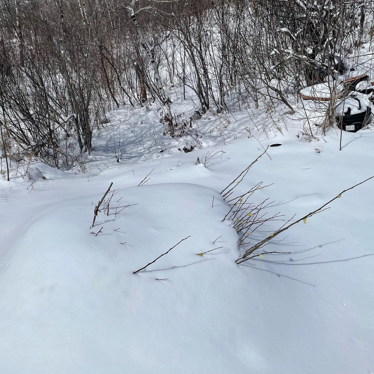 logistics of bench grafting when a late snow fall covers the nursery, our rootstocks are all heeled in and frozen under, image 1 of 5