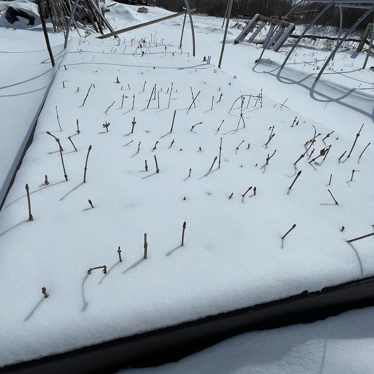 logistics of bench grafting when a late snow fall covers the nursery, our rootstocks are all heeled in and frozen under, image 2 of 5