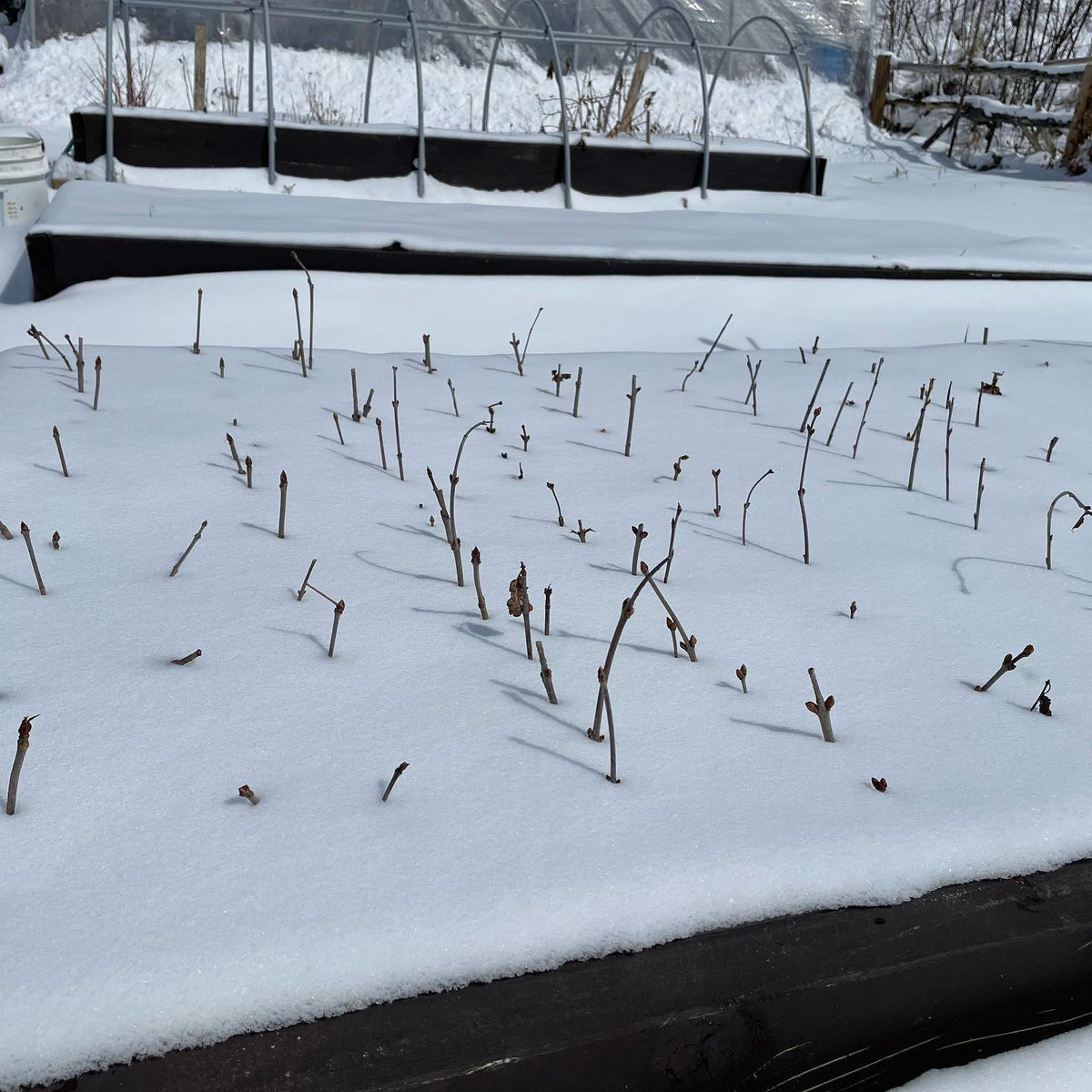 logistics of bench grafting when a late snow fall covers the nursery, our rootstocks are all heeled in and frozen under, image 3 of 5