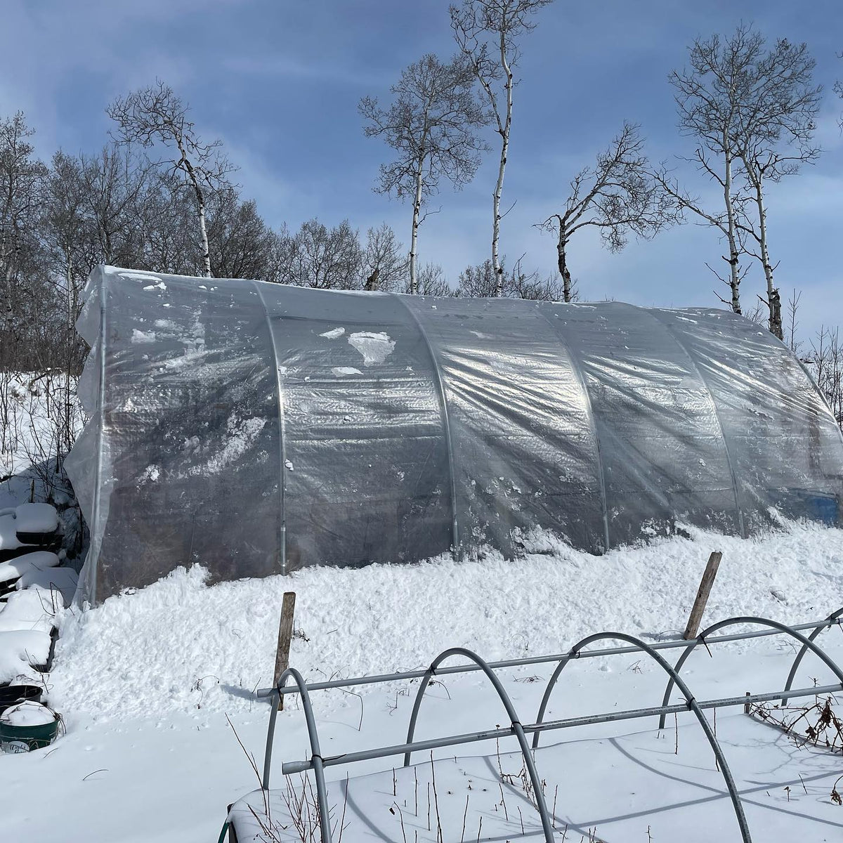 logistics of bench grafting when a late snow fall covers the nursery, our rootstocks are all heeled in and frozen under, image 4 of 5