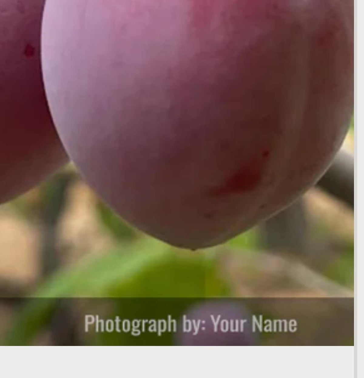 Looking for photos of apple, pears, plums from the community - if you would like to contribute to our website, image 1 of 2