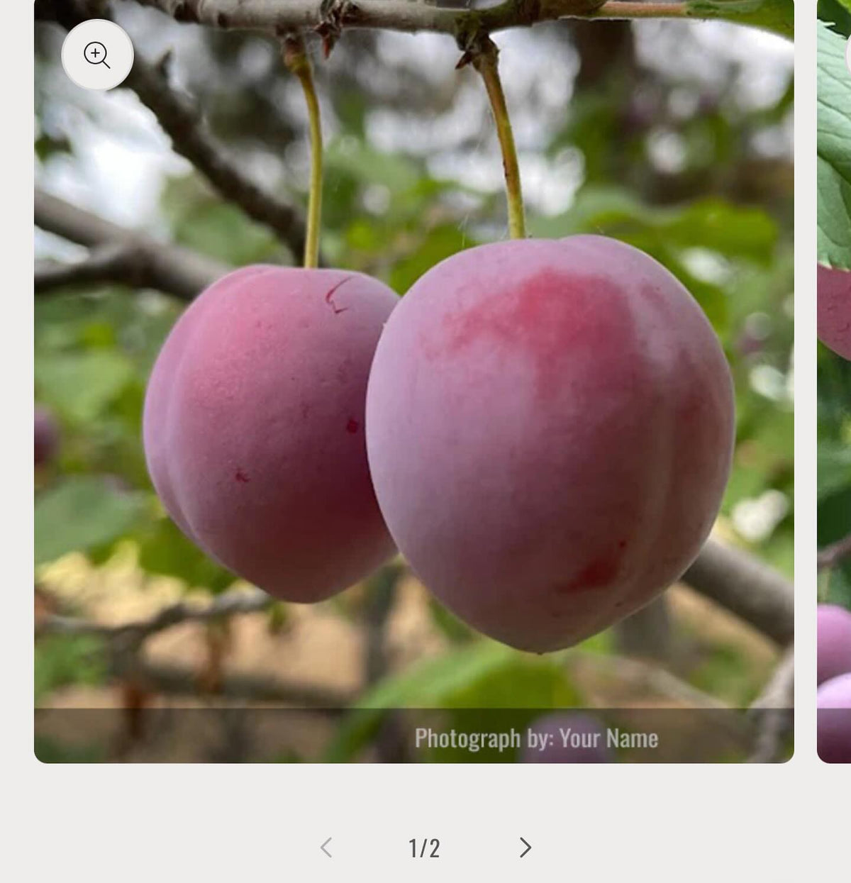 Looking for photos of apple, pears, plums from the community - if you would like to contribute to our website, image 2 of 2