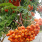 European Mountain Ash (Sorbus aucuparia)