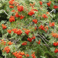 European Mountain Ash (Sorbus aucuparia)