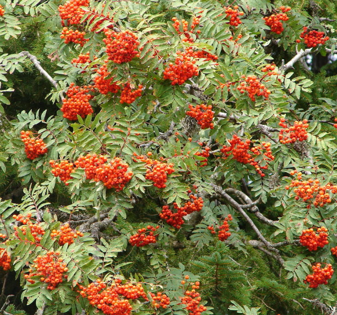 Fresno de montaña europeo (Sorbus aucuparia)
