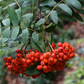 European Mountain Ash (Sorbus aucuparia)