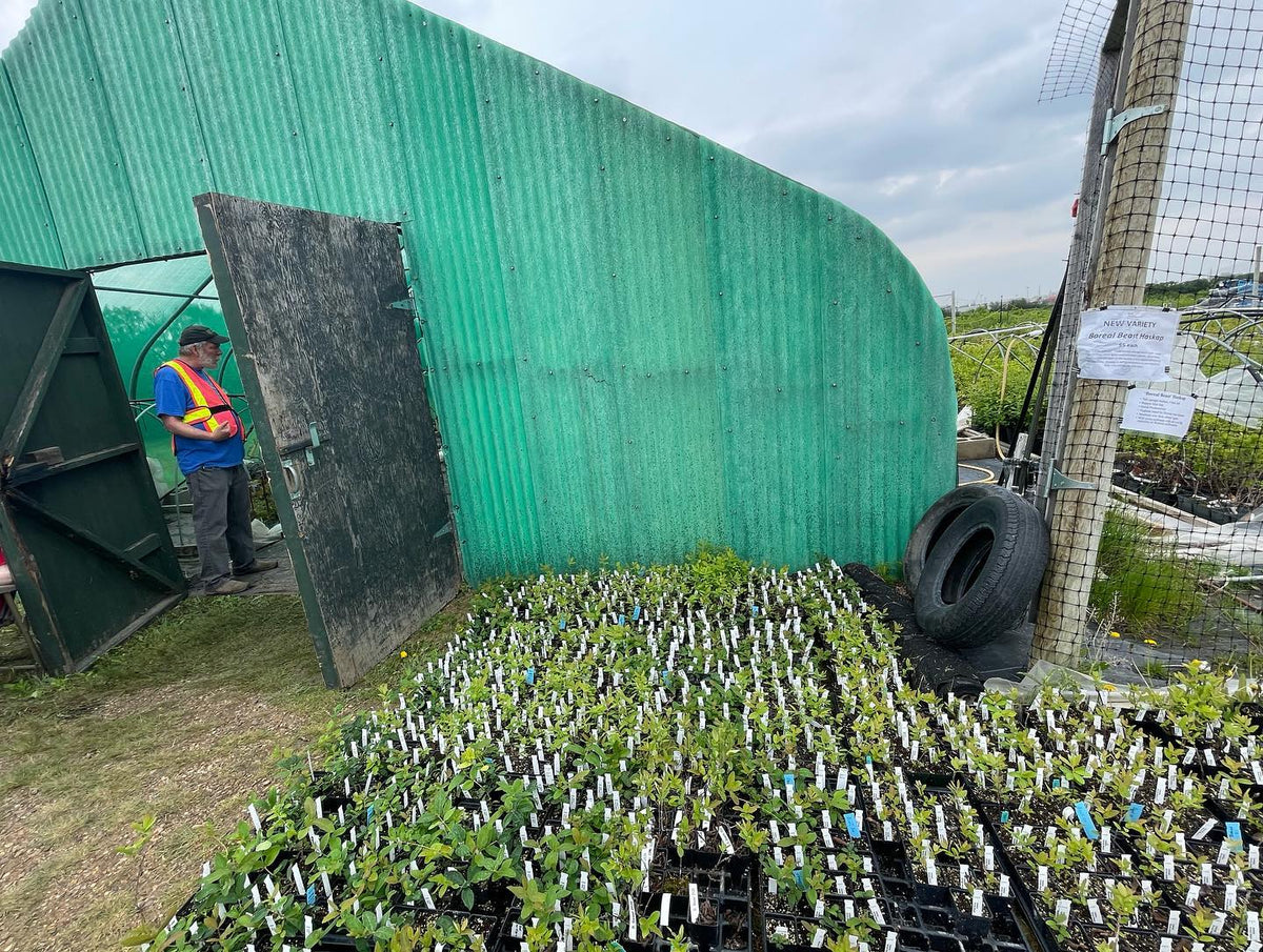 made it to the u of Sask plant sale this afternoon, image 1 of 4