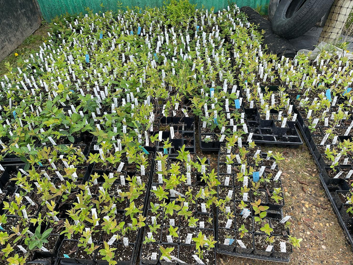 made it to the u of Sask plant sale this afternoon, image 2 of 4
