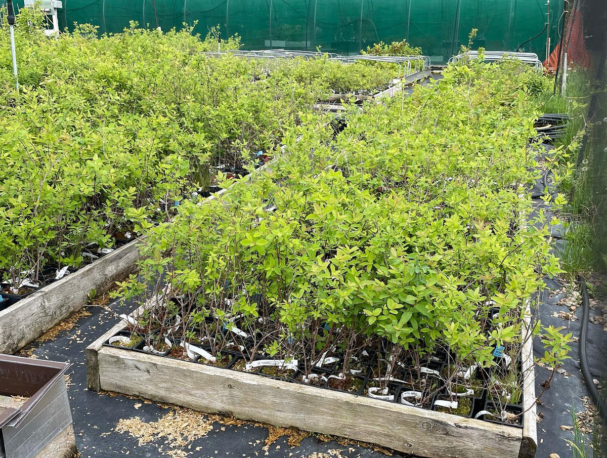 made it to the u of Sask plant sale this afternoon, image 3 of 4