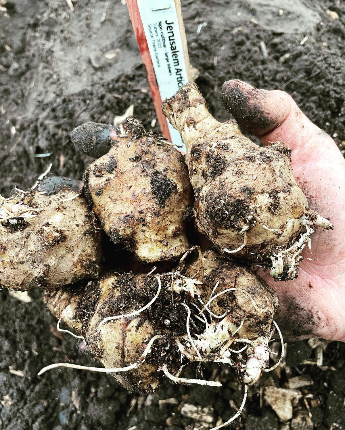 making a jersusalem artichoke seed garden, I’ve brought in tubers and seeds this year to have a variety of plants, image 1 of 3