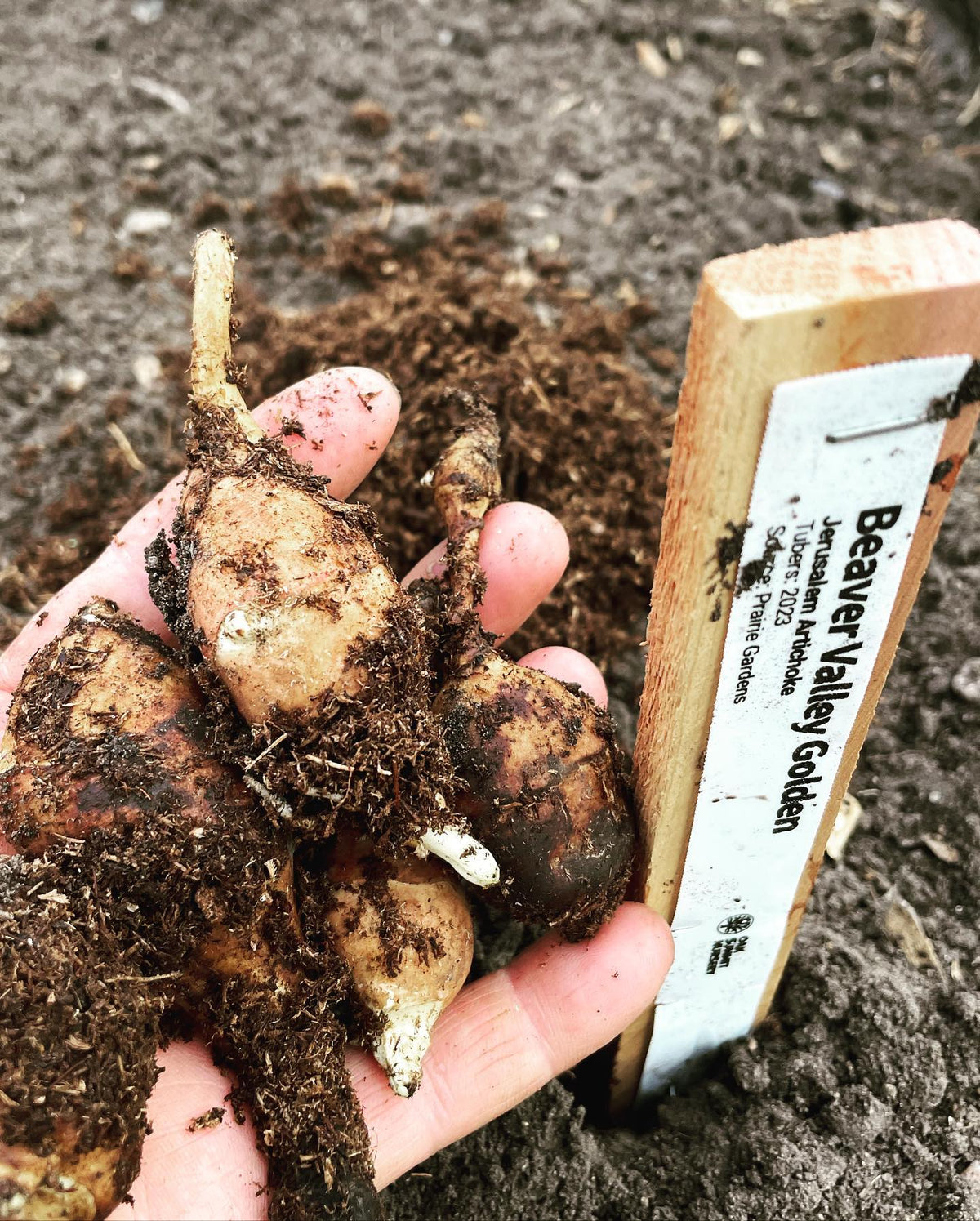 making a jersusalem artichoke seed garden, I’ve brought in tubers and seeds this year to have a variety of plants, image 2 of 3