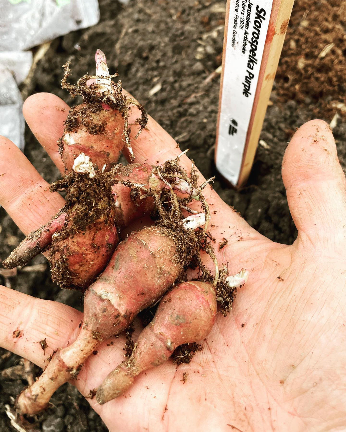 making a jersusalem artichoke seed garden, I’ve brought in tubers and seeds this year to have a variety of plants, image 3 of 3