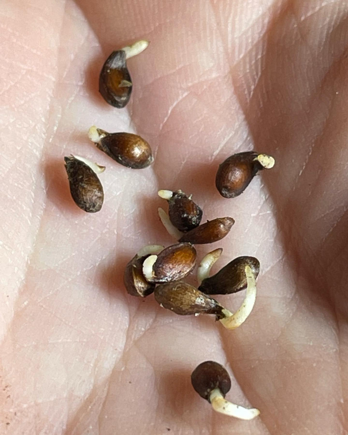 malus bacatta seeds germinating, showing a careful method if you’re monitoring germination rates, image 1 of 5