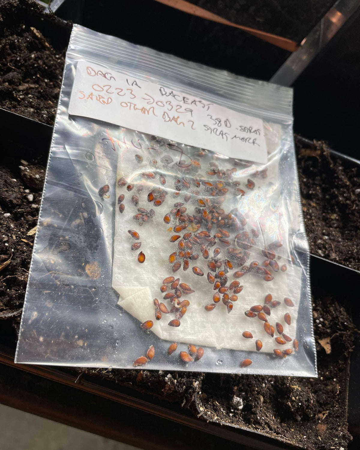 malus bacatta seeds germinating, showing a careful method if you’re monitoring germination rates, image 2 of 5