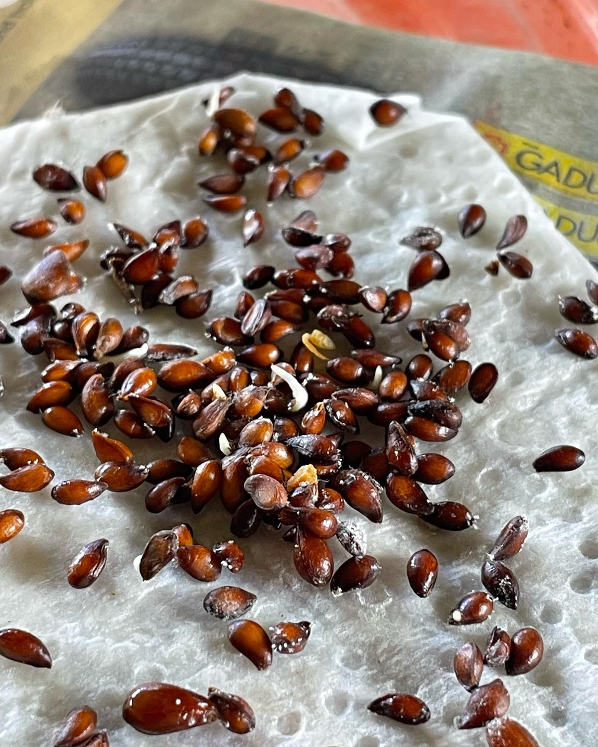 malus bacatta seeds germinating, showing a careful method if you’re monitoring germination rates, image 3 of 5
