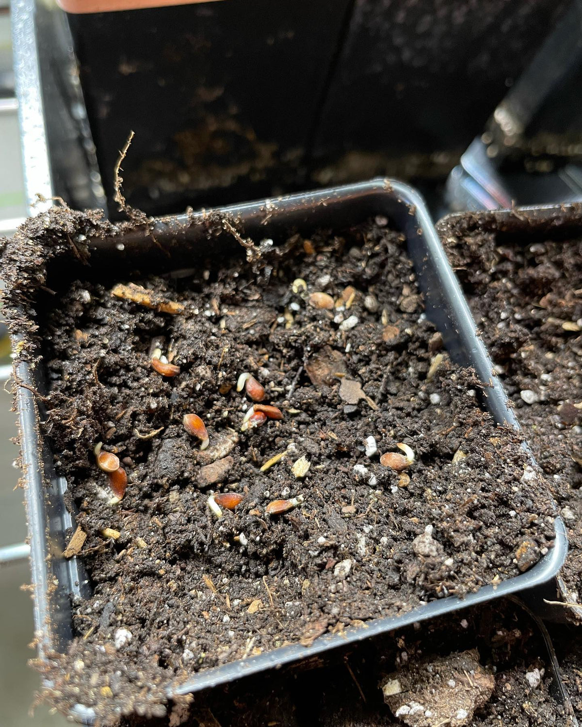 malus bacatta seeds germinating, showing a careful method if you’re monitoring germination rates, image 4 of 5