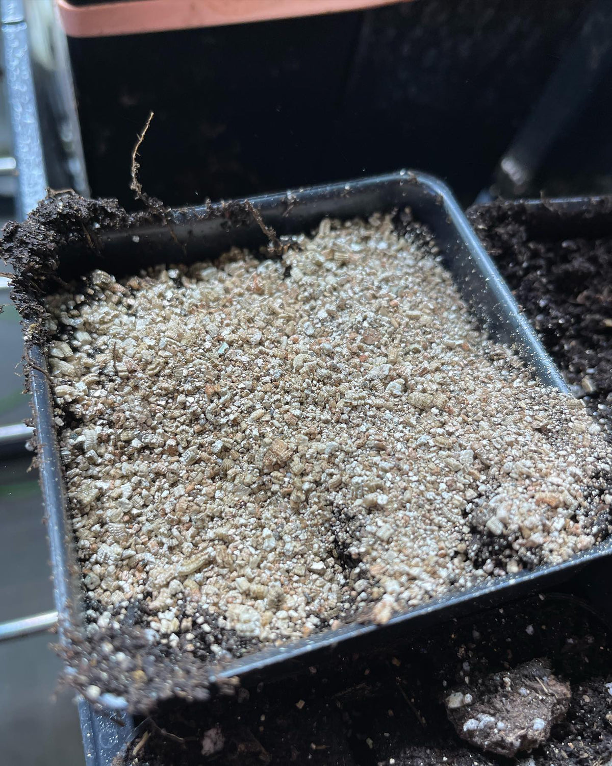 malus bacatta seeds germinating, showing a careful method if you’re monitoring germination rates, image 5 of 5