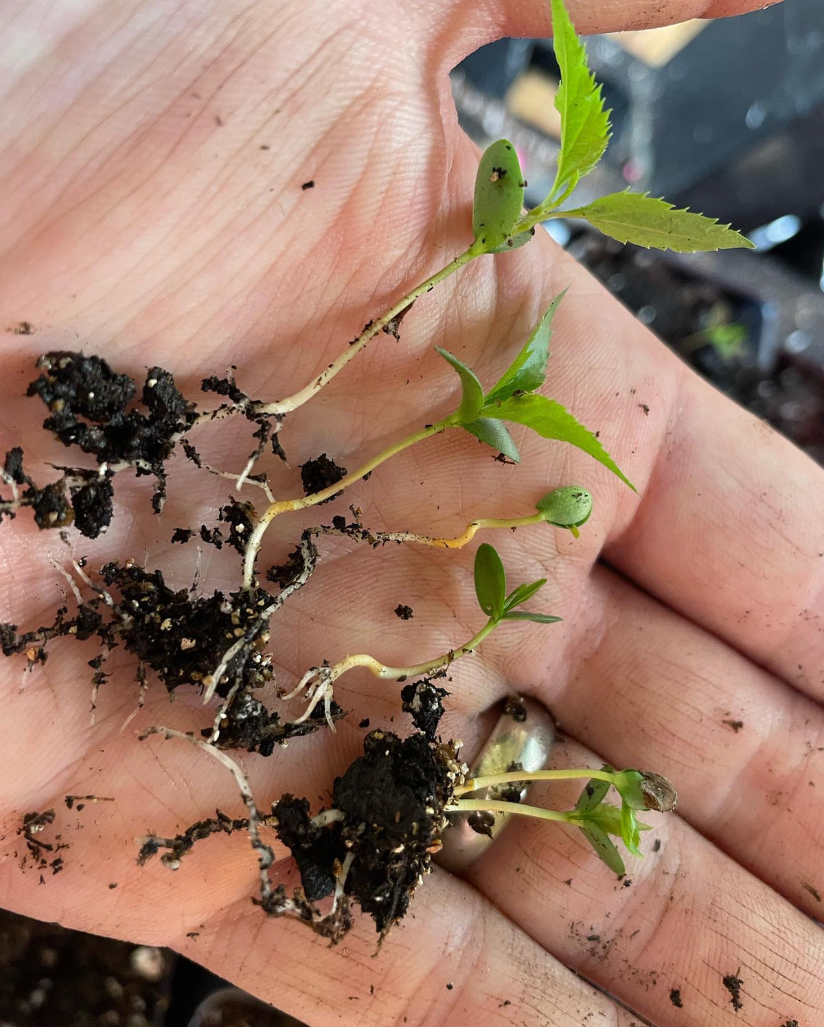 malus baccata or Siberian crabapple seedlings getting potted up, image 1 of 4