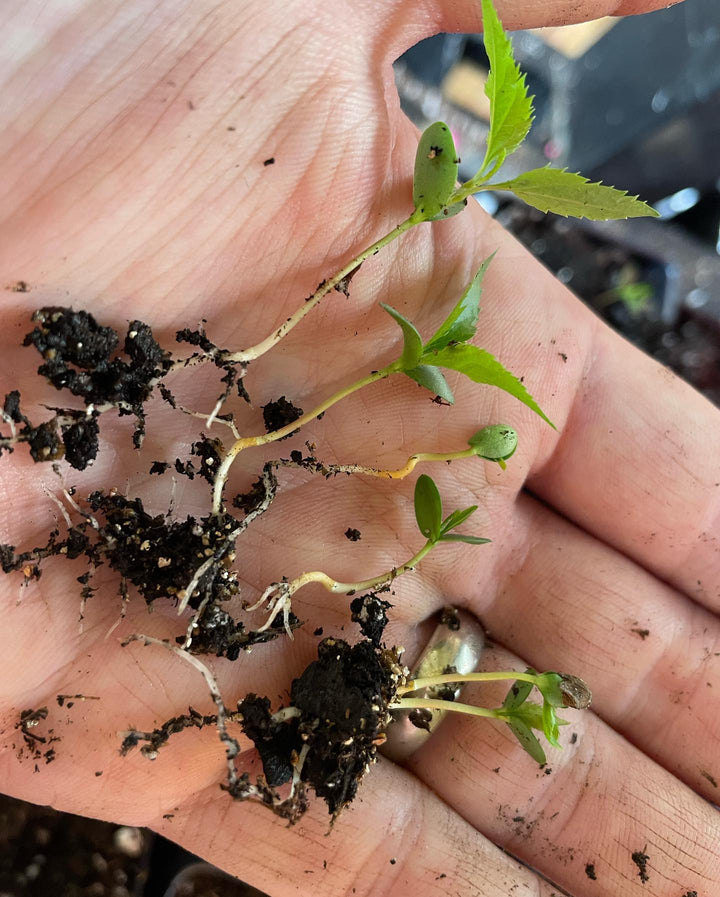 malus baccata or Siberian crabapple seedlings getting potted up, image 1 of 4