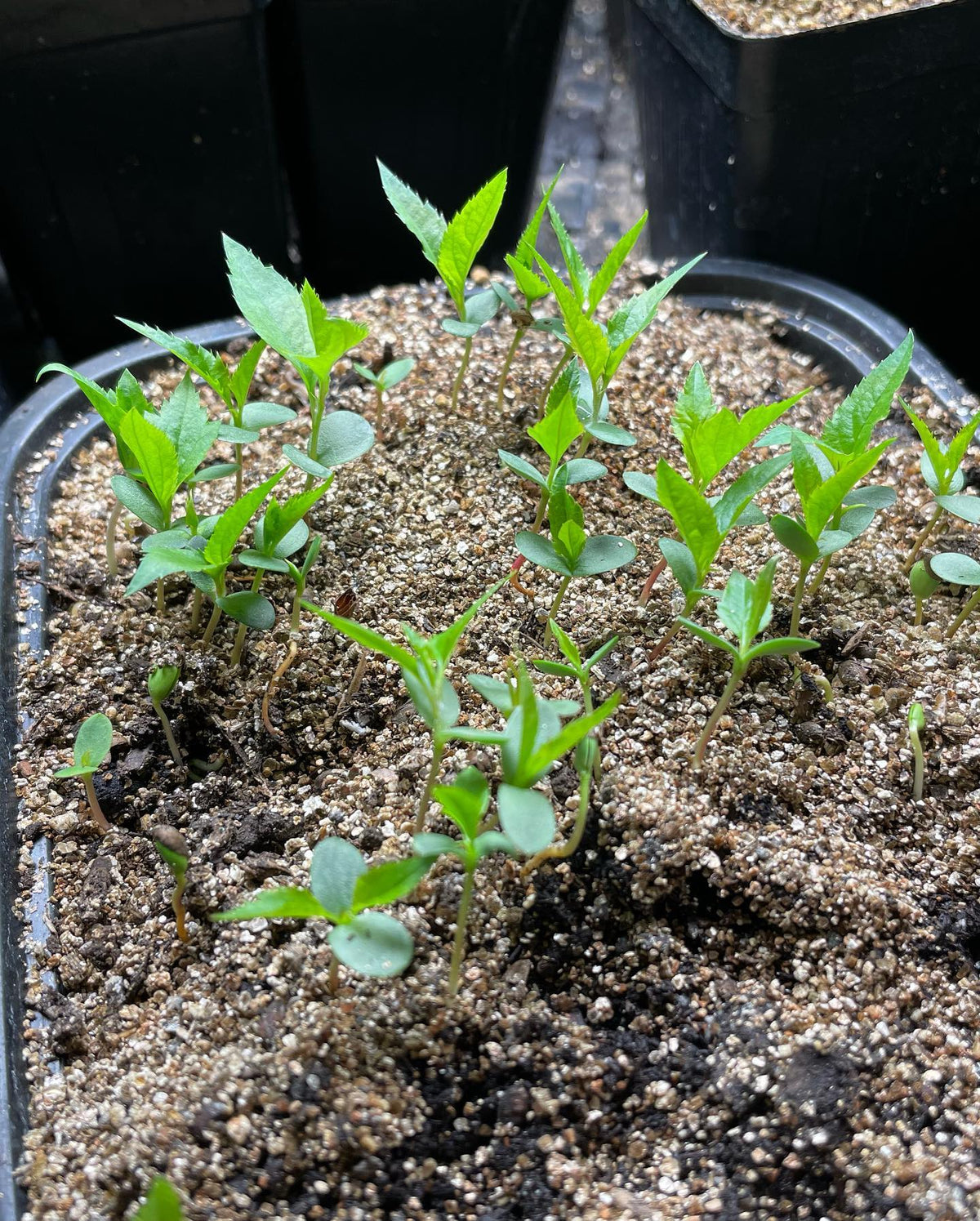malus baccata or Siberian crabapple seedlings getting potted up, image 2 of 4