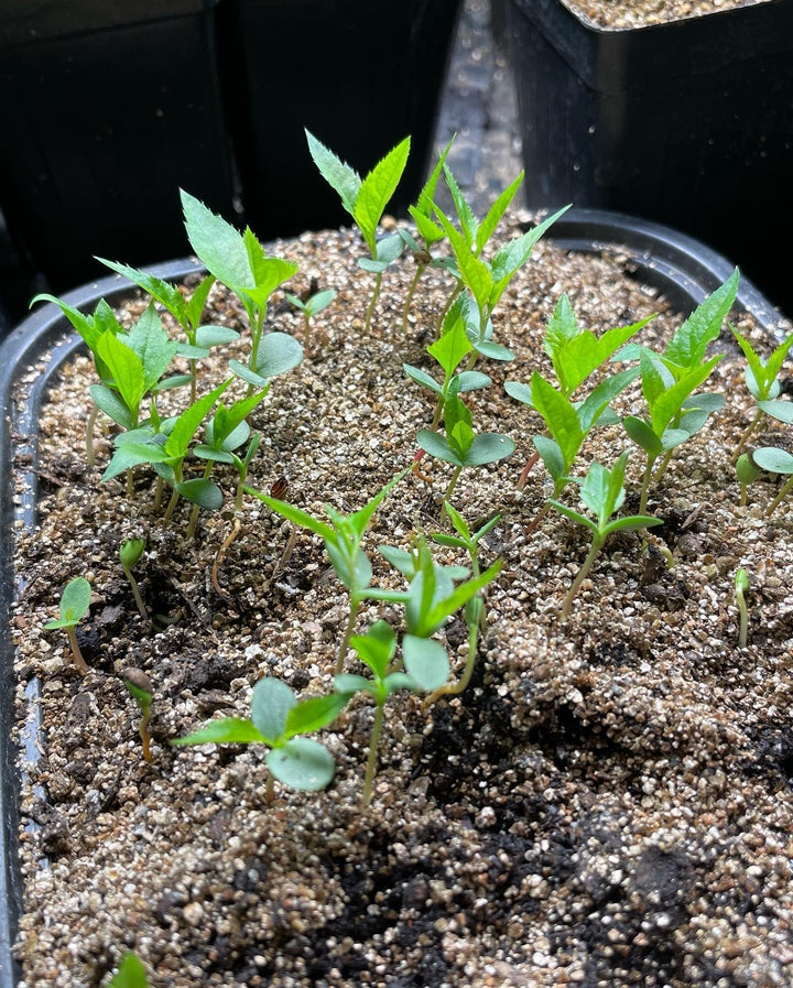 malus baccata or Siberian crabapple seedlings getting potted up, image 2 of 4