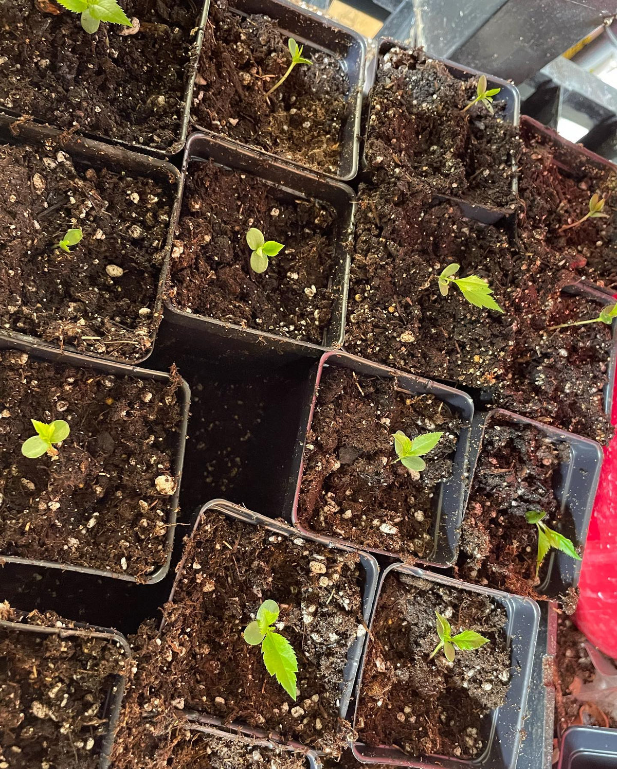 malus baccata or Siberian crabapple seedlings getting potted up, image 3 of 4
