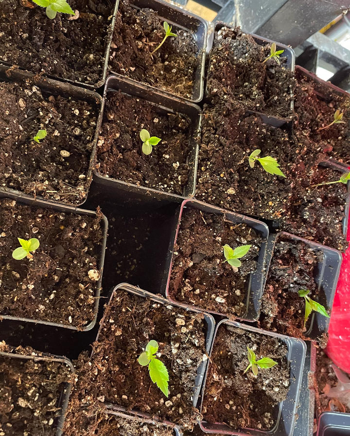malus baccata or Siberian crabapple seedlings getting potted up, image 3 of 4