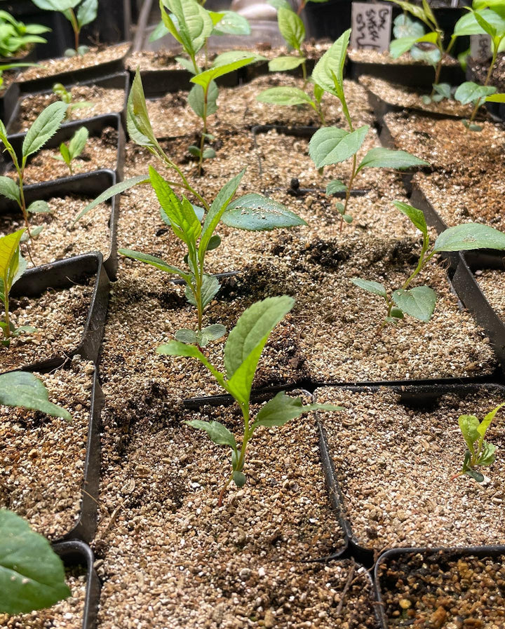 malus baccata or Siberian crabapple seedlings getting potted up, image 4 of 4