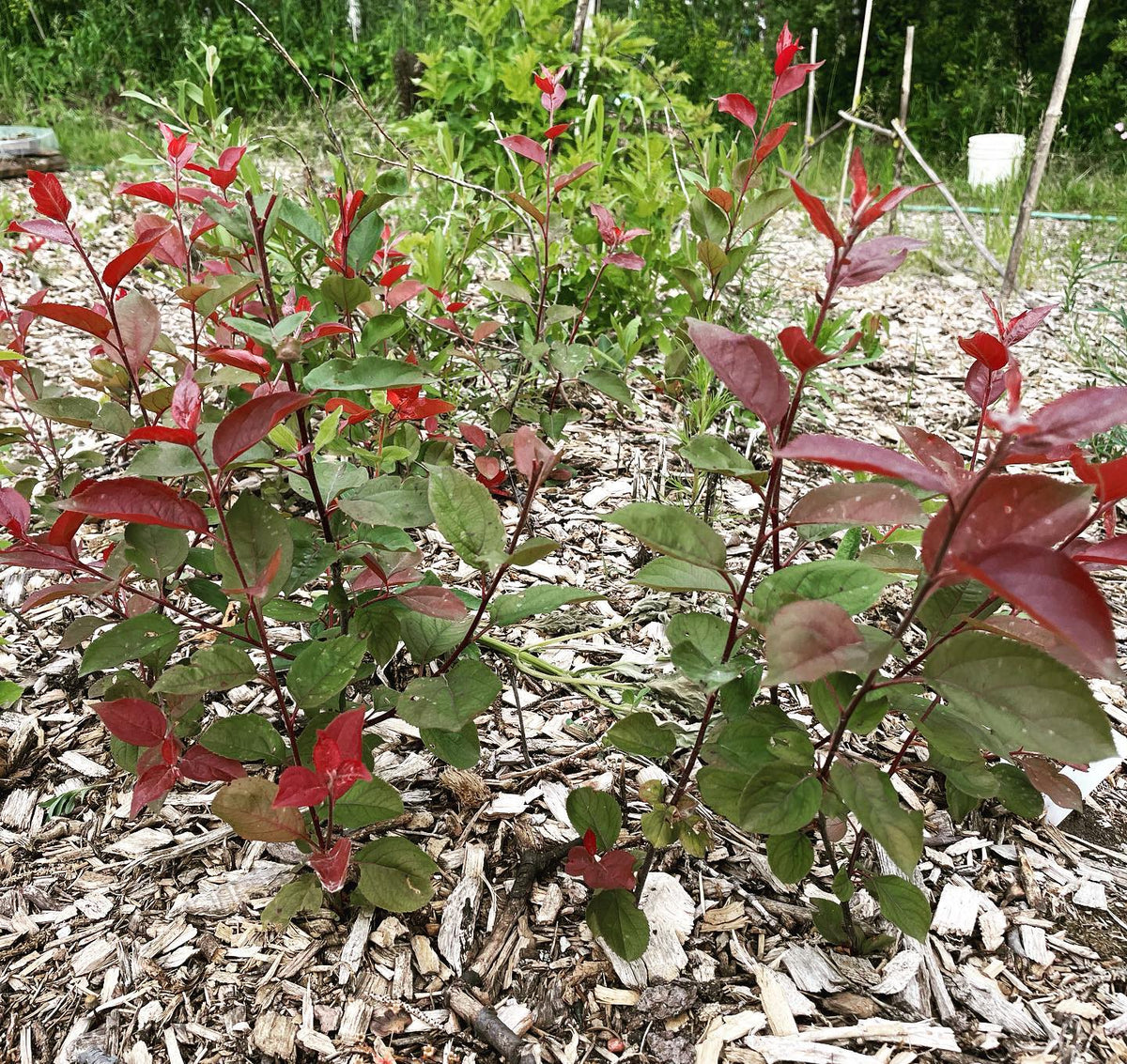 malus baccata propagated from softwood cuttings under mist last summer