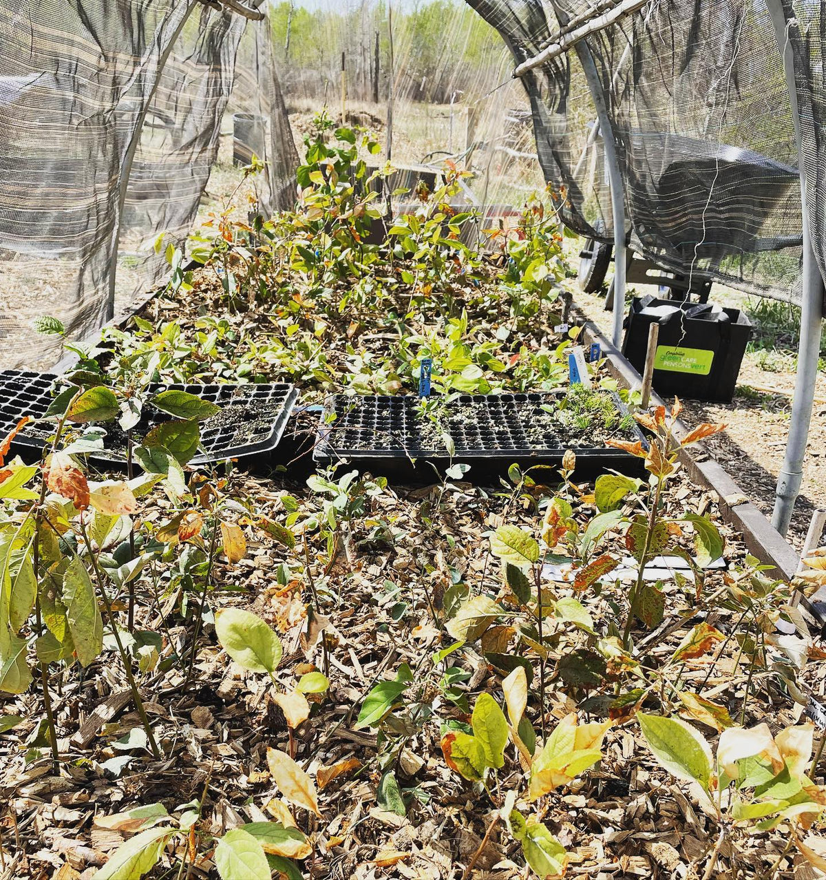 Malus Baccata #rootstock planted out under shade cloth in a raised bed of #compost, garden soil, #biochar
