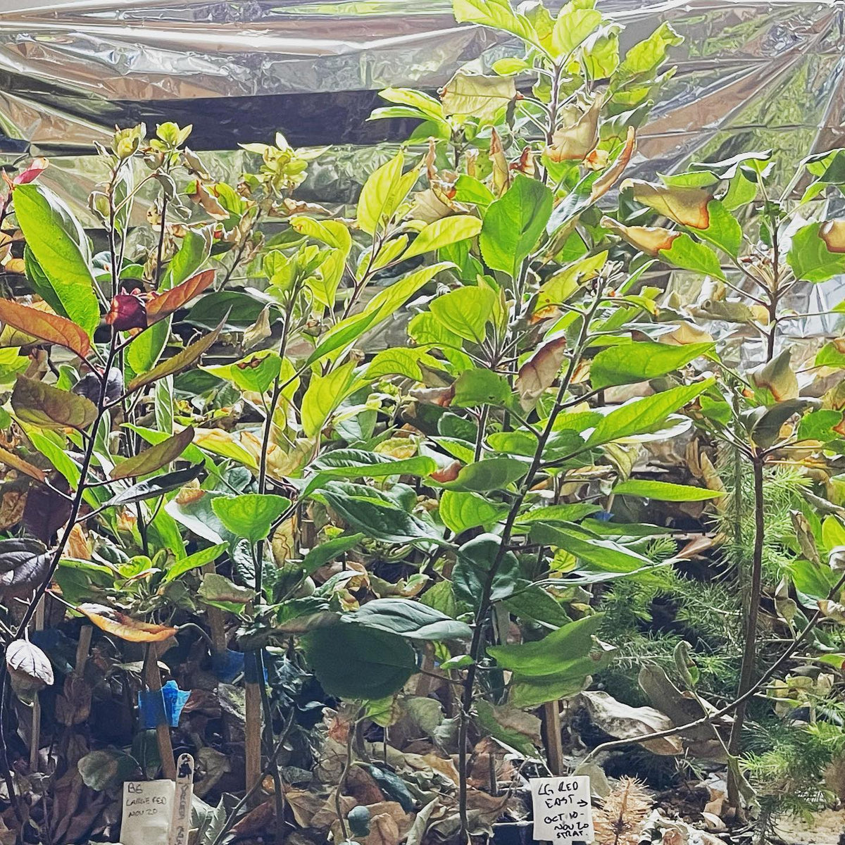 Malus Baccata rootstocks at 18 weeks indoors