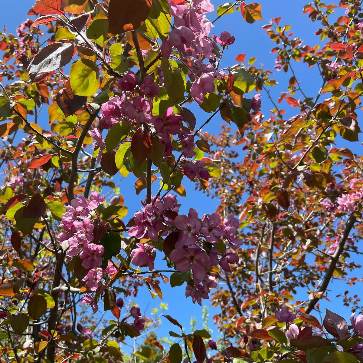 malus baccata, Siberian crab apple, image 1 of 5