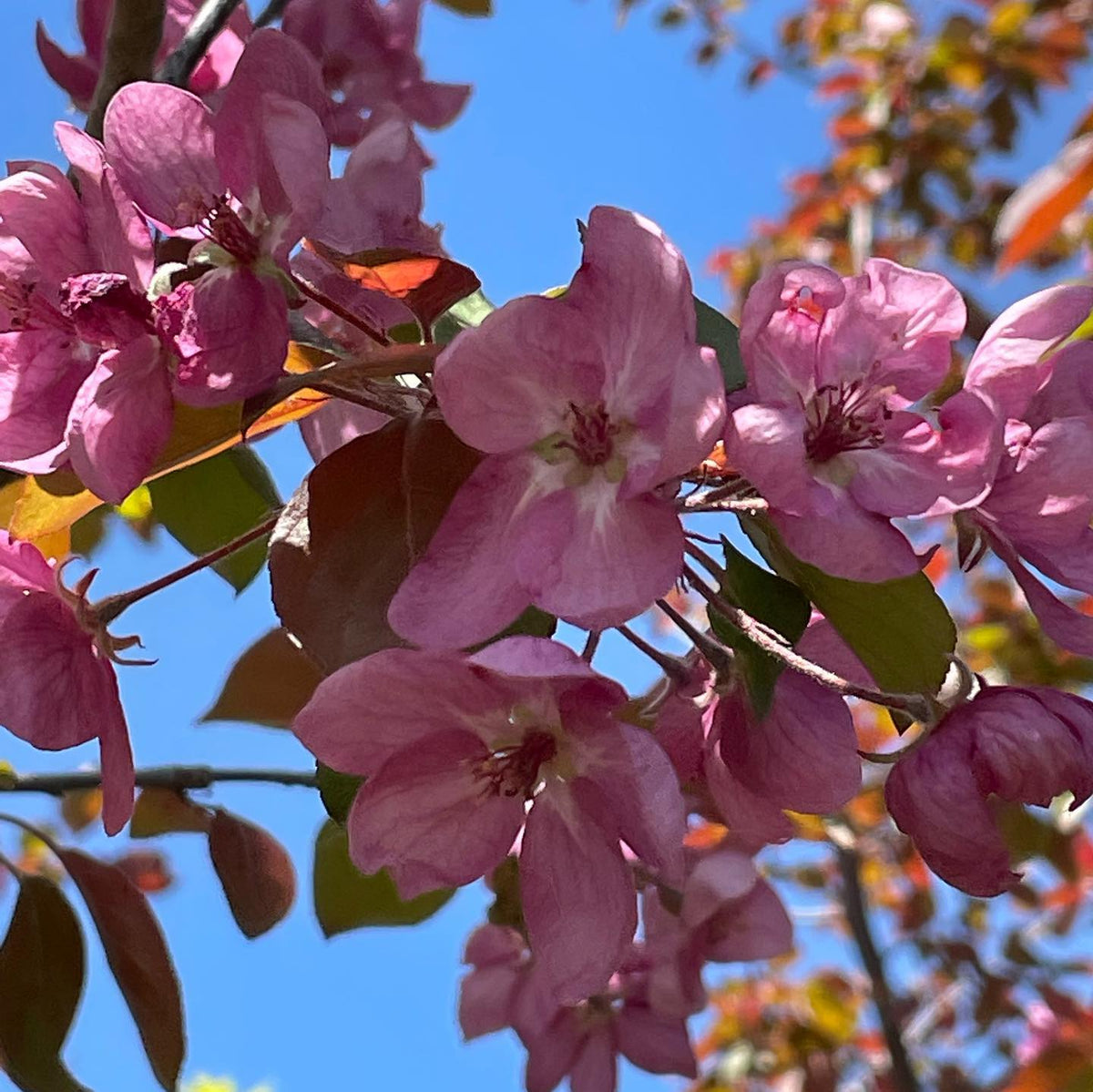 malus baccata, Siberian crab apple, image 2 of 5
