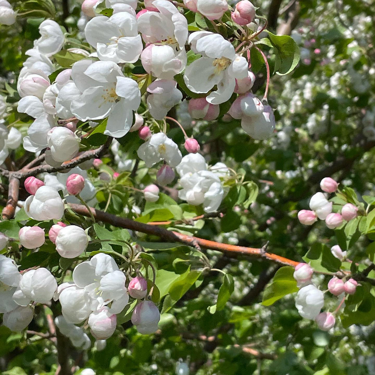 malus baccata, Siberian crab apple, image 3 of 5
