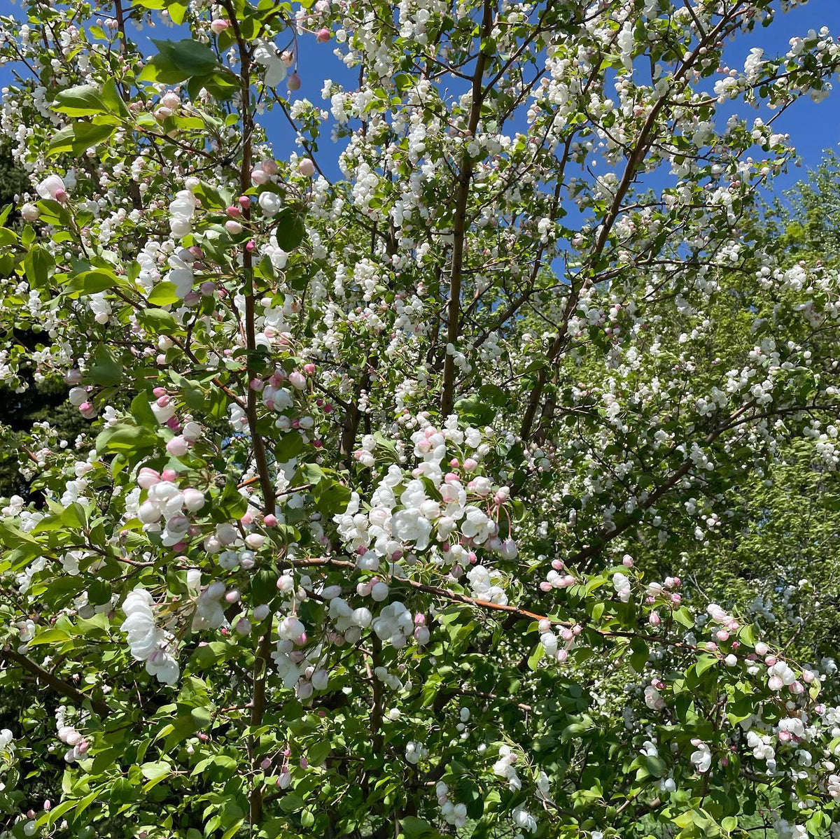 malus baccata, Siberian crab apple, image 4 of 5