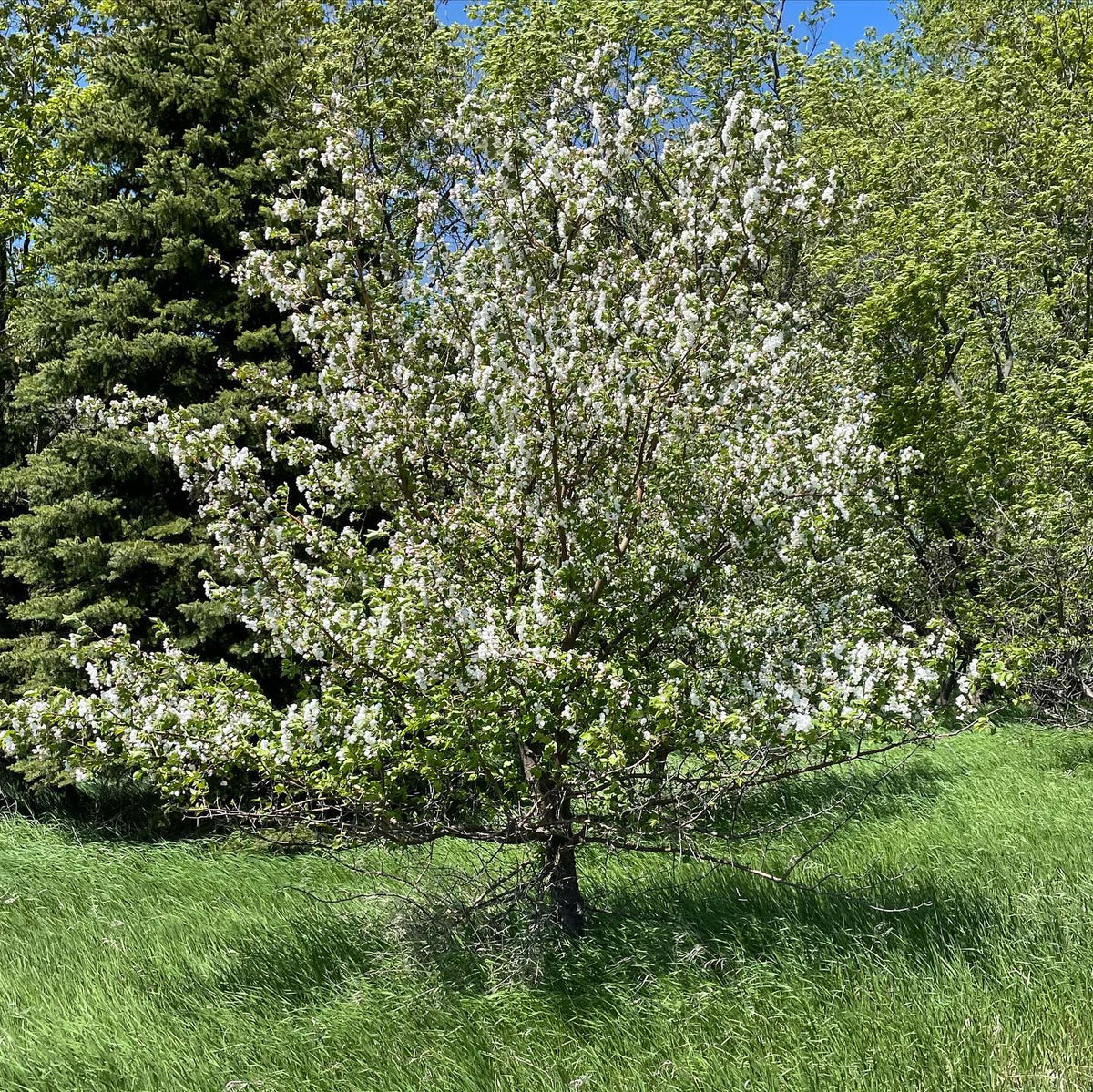 malus baccata, Siberian crab apple, image 5 of 5