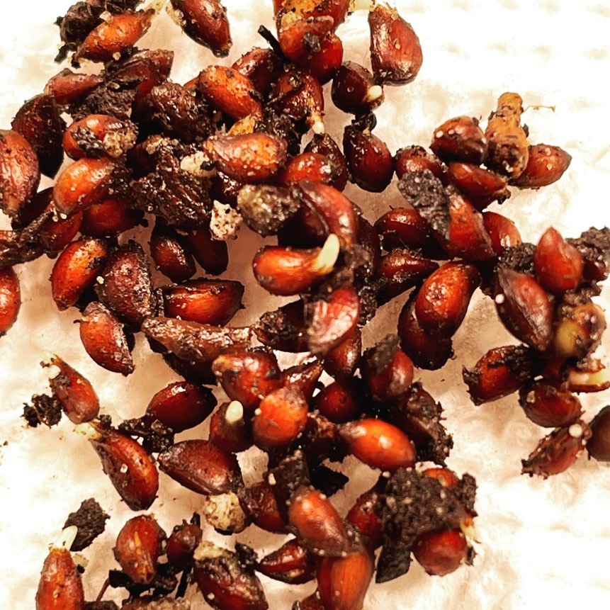 malus baccata (Siberian crabapple, the worlds most cold hardy apple) seeds at 40 days cold stratification about 2 days out of the fridge are starting to germinate