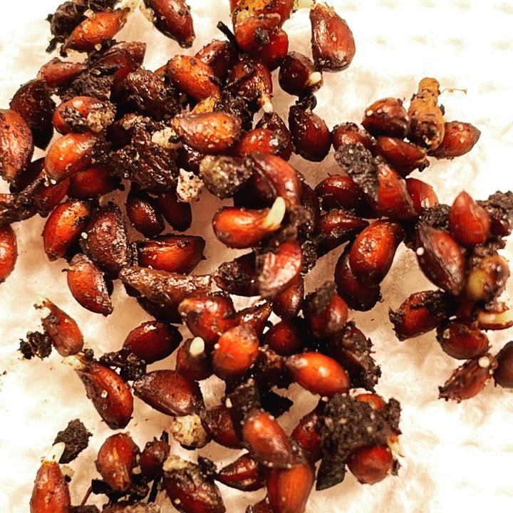 malus baccata (Siberian crabapple, the worlds most cold hardy apple) seeds at 40 days cold stratification about 2 days out of the fridge are starting to germinate