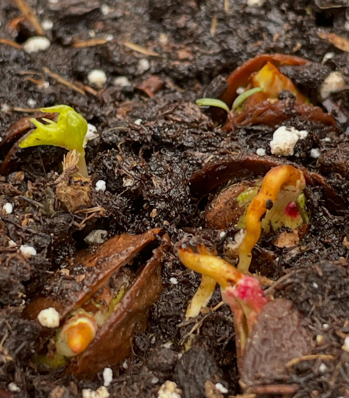 manchurian apricot, it these trays four weeks now, just starting to stay warm enough at night to germinate, image 1 of 6