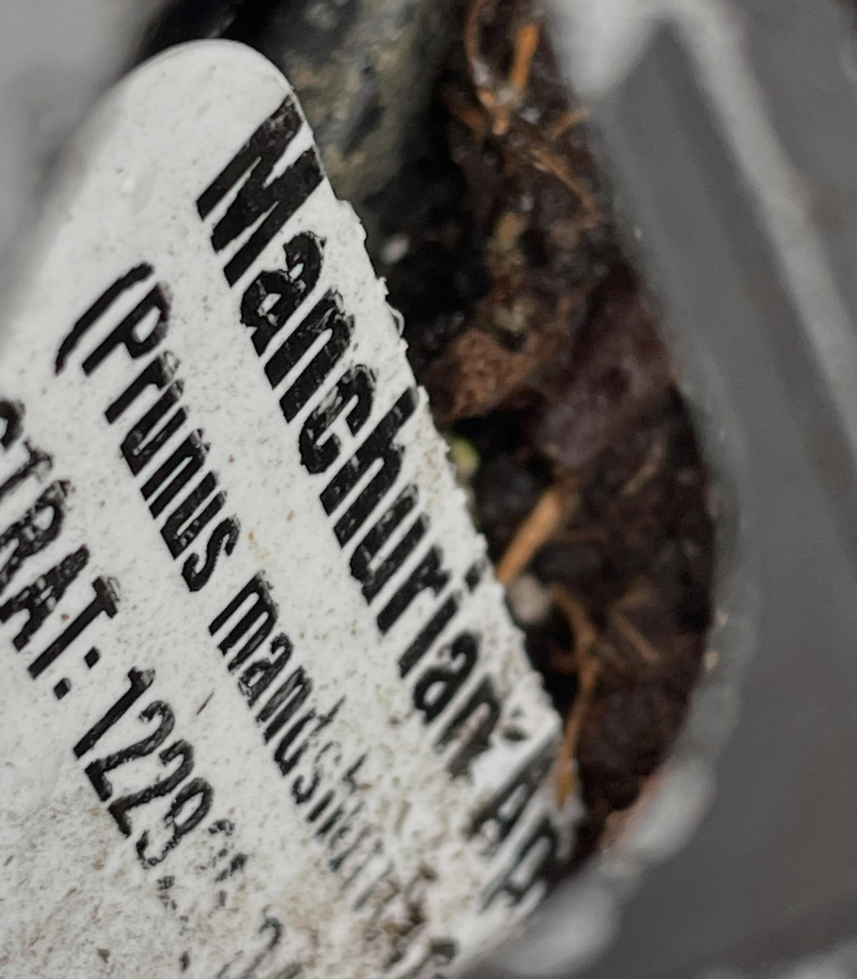 manchurian apricot, it these trays four weeks now, just starting to stay warm enough at night to germinate, image 2 of 6